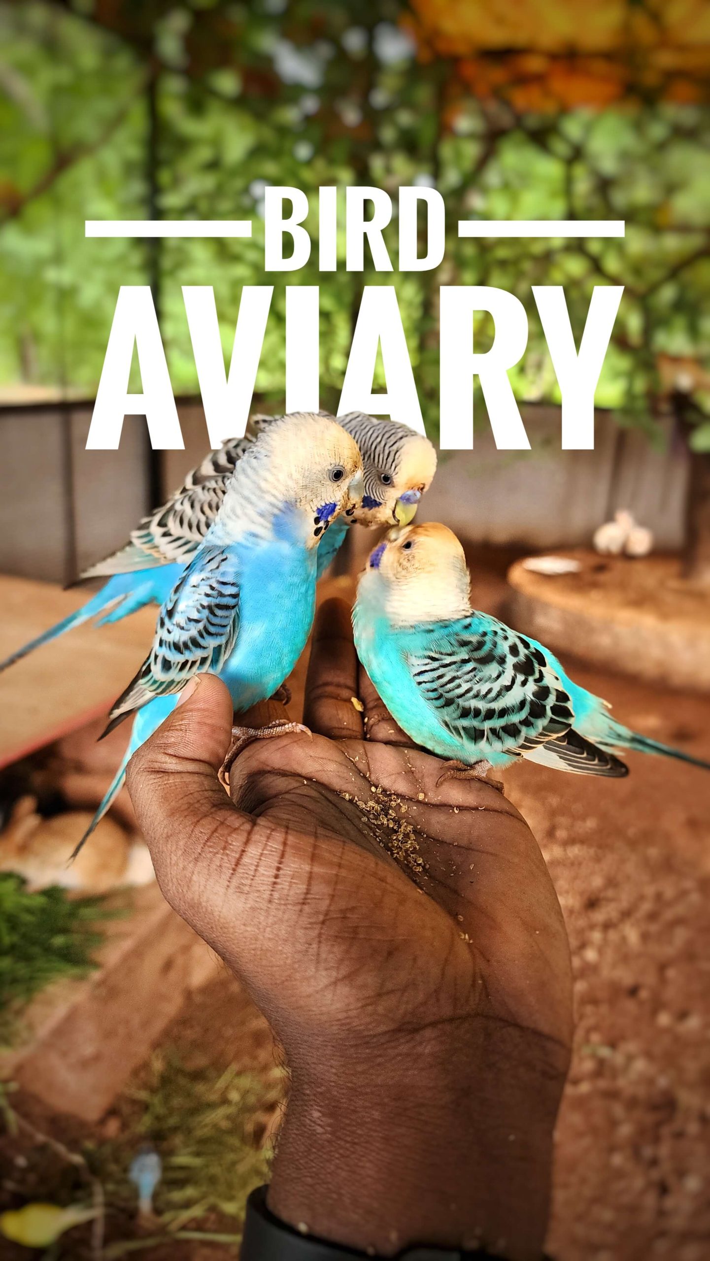 bird-aviary
