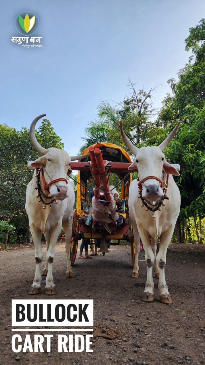 bullock-cart-ride