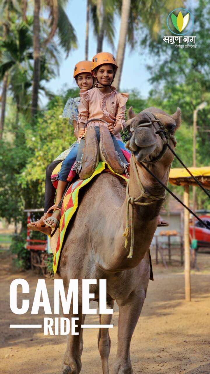 camel-ride