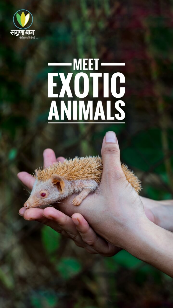 meet-exotic-animals